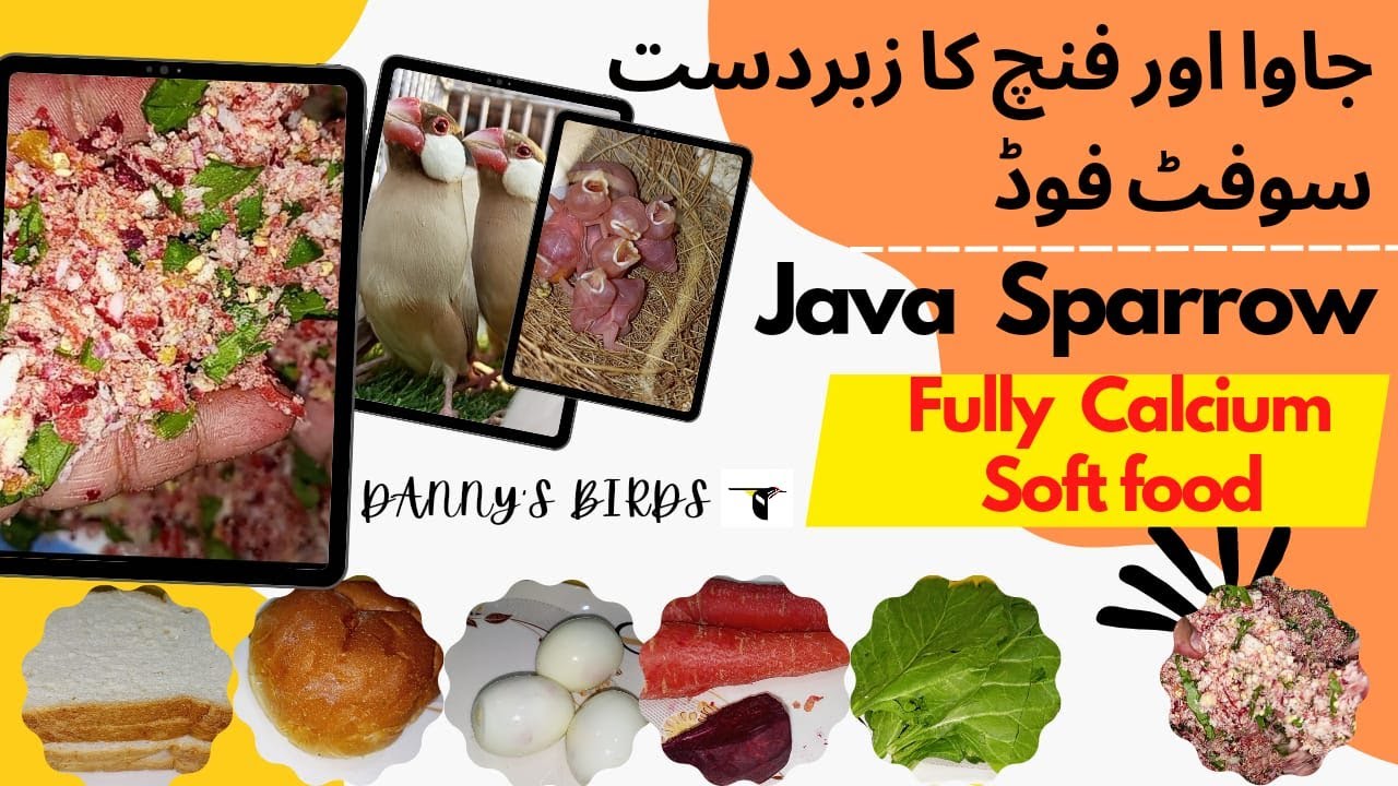 Java sparrow calcium soft food | Zebra finches soft foods | Java full healthy soft food