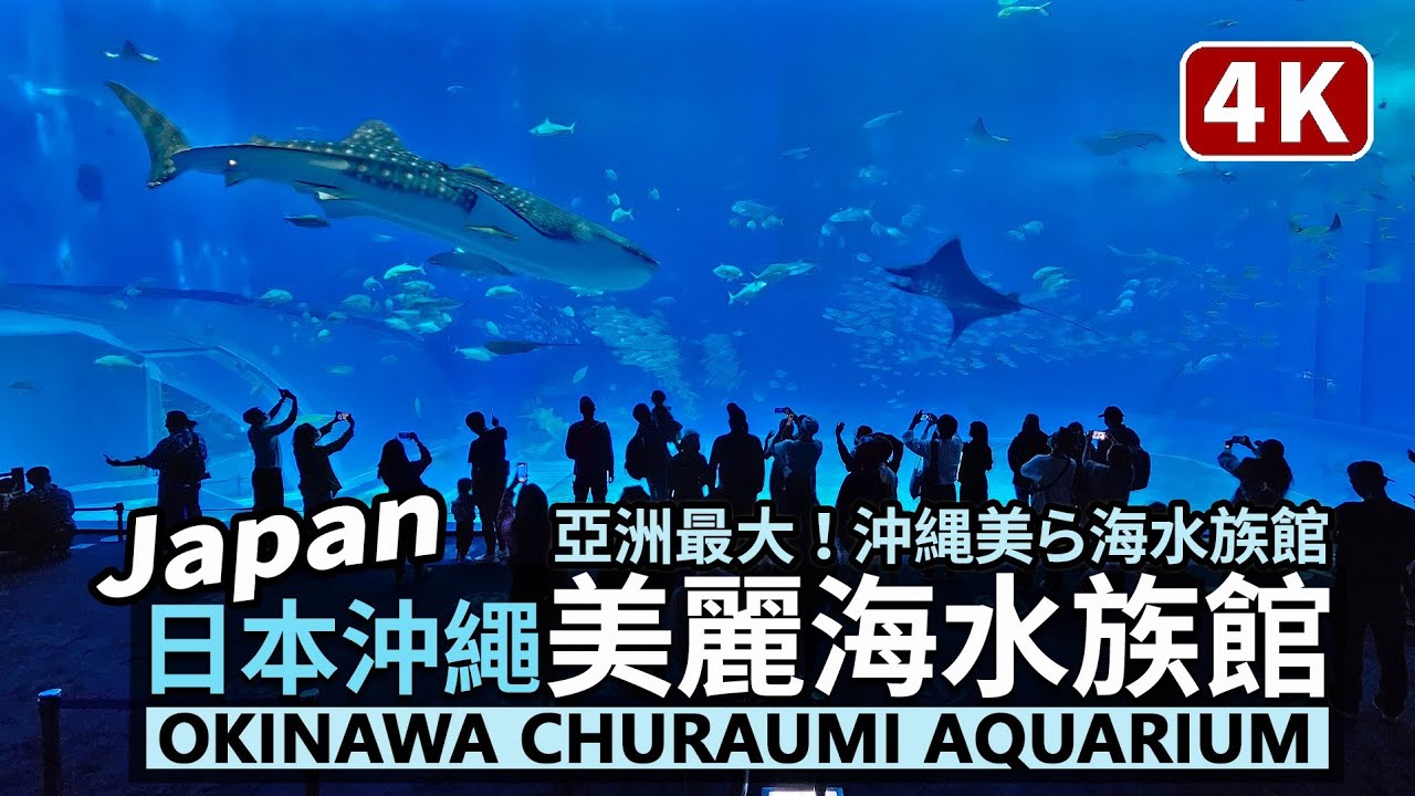 Japan／日本沖繩美麗海水族館 Okinawa Churaumi Aquarium 亞洲最大！世界前三！沖縄美ら海水族館！就從鯨鯊餵食秀開始吧／沖繩自駕、沖繩租車必訪：海洋博公園／日本自由行오키나와