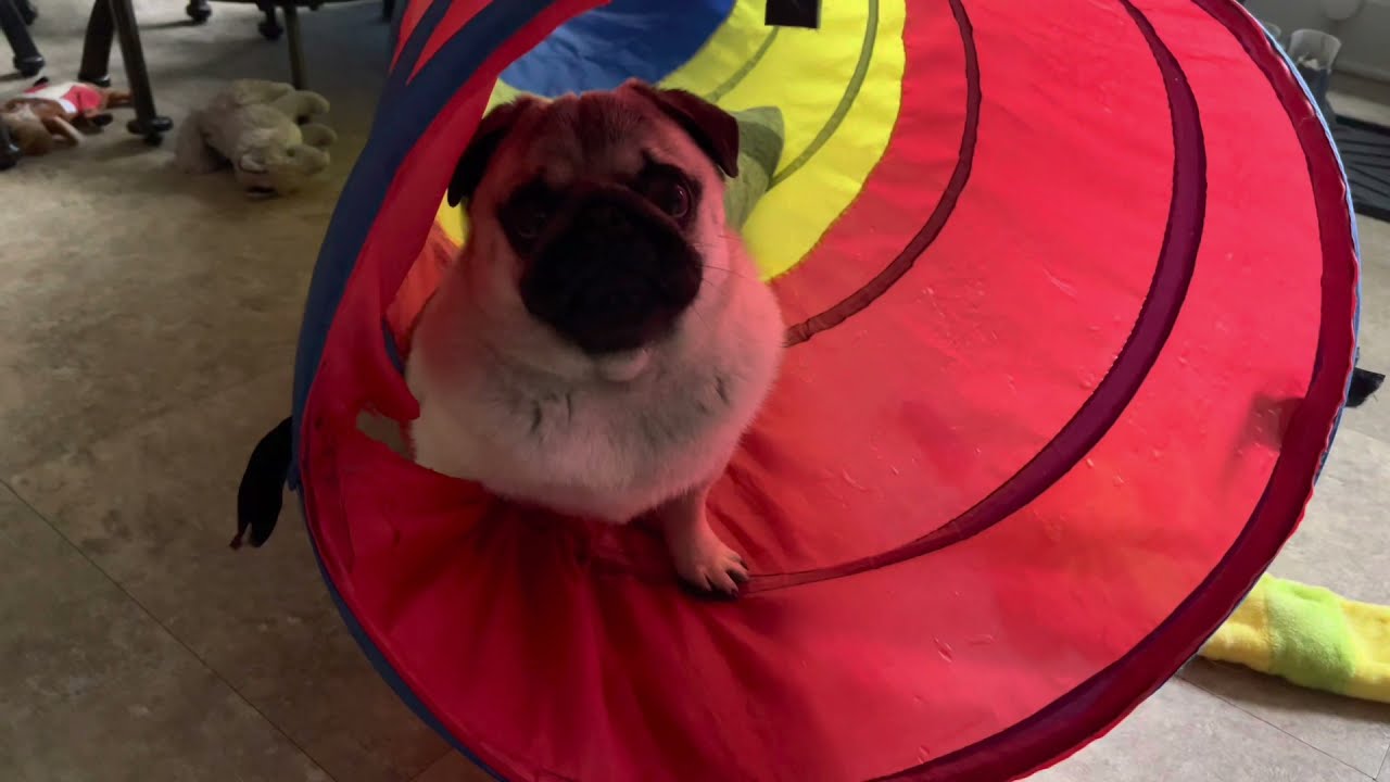 Pug Henry Moments