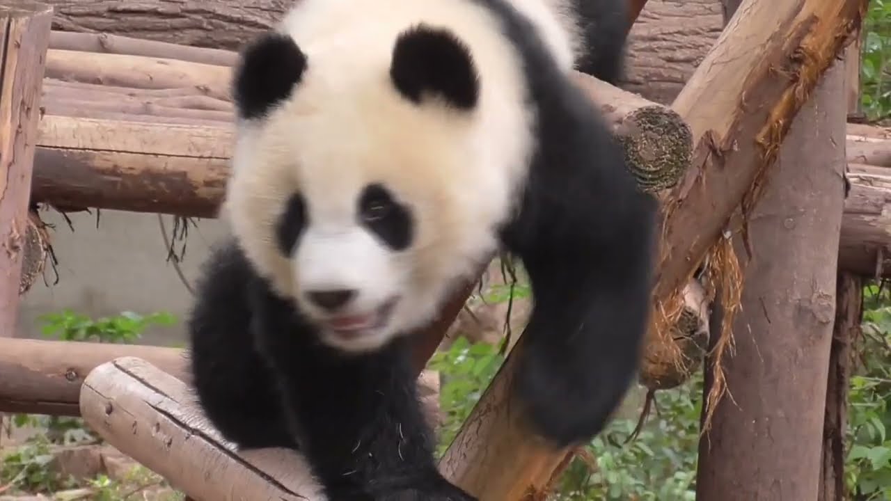 Chengd&uacute; Tierra de Pandas - CHINA - 16/05/25