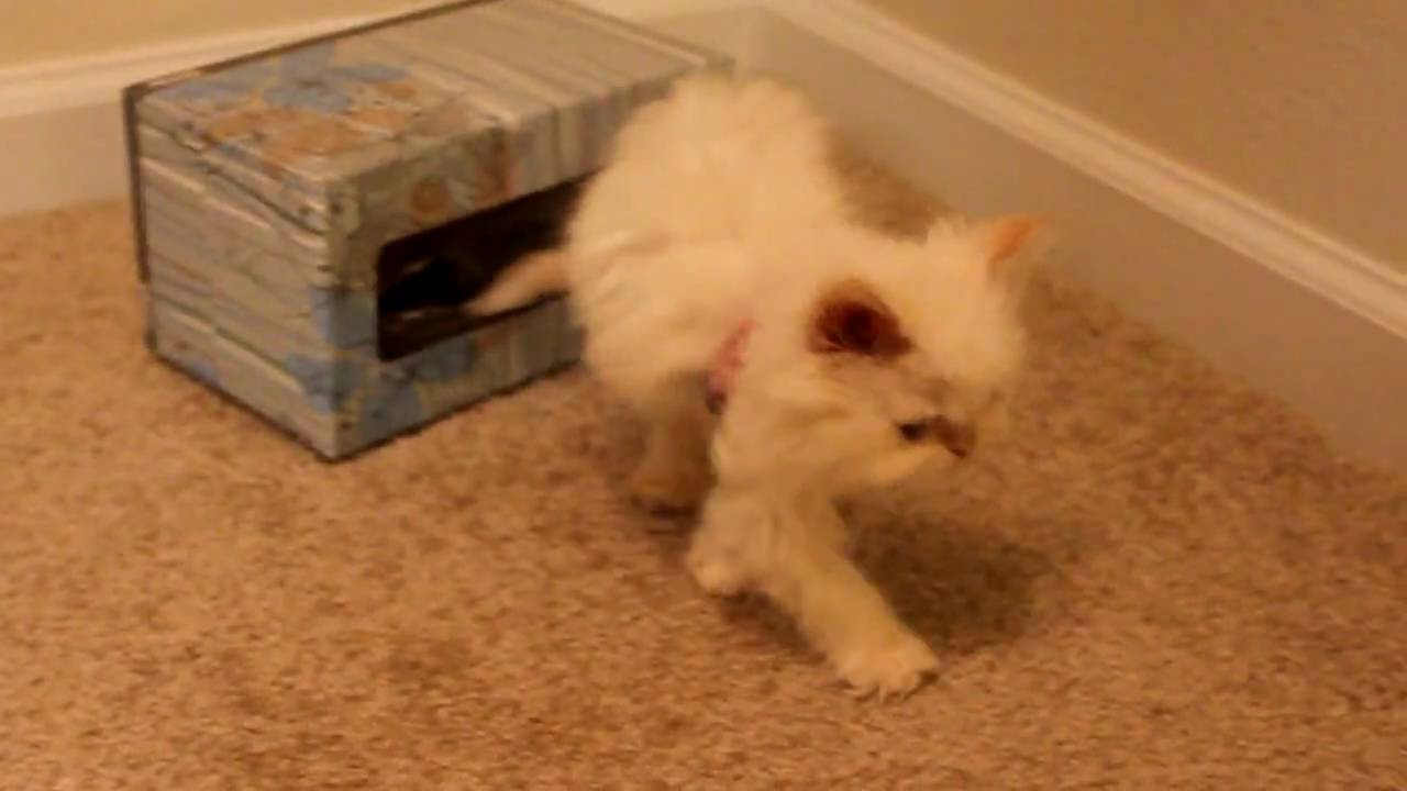Teacup kitten getting out of tissue box