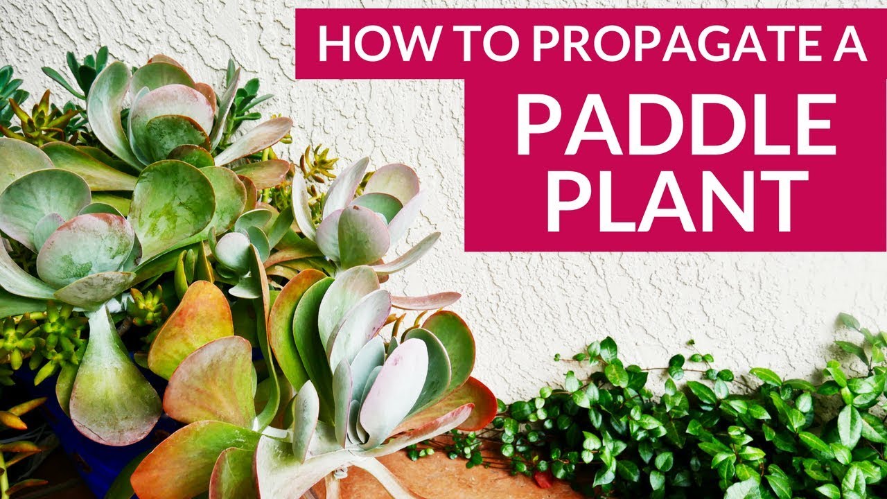 Paddle Plant Flapjacks Plant Propagation: How To Prune & Take Cuttings / Joy Us Garden