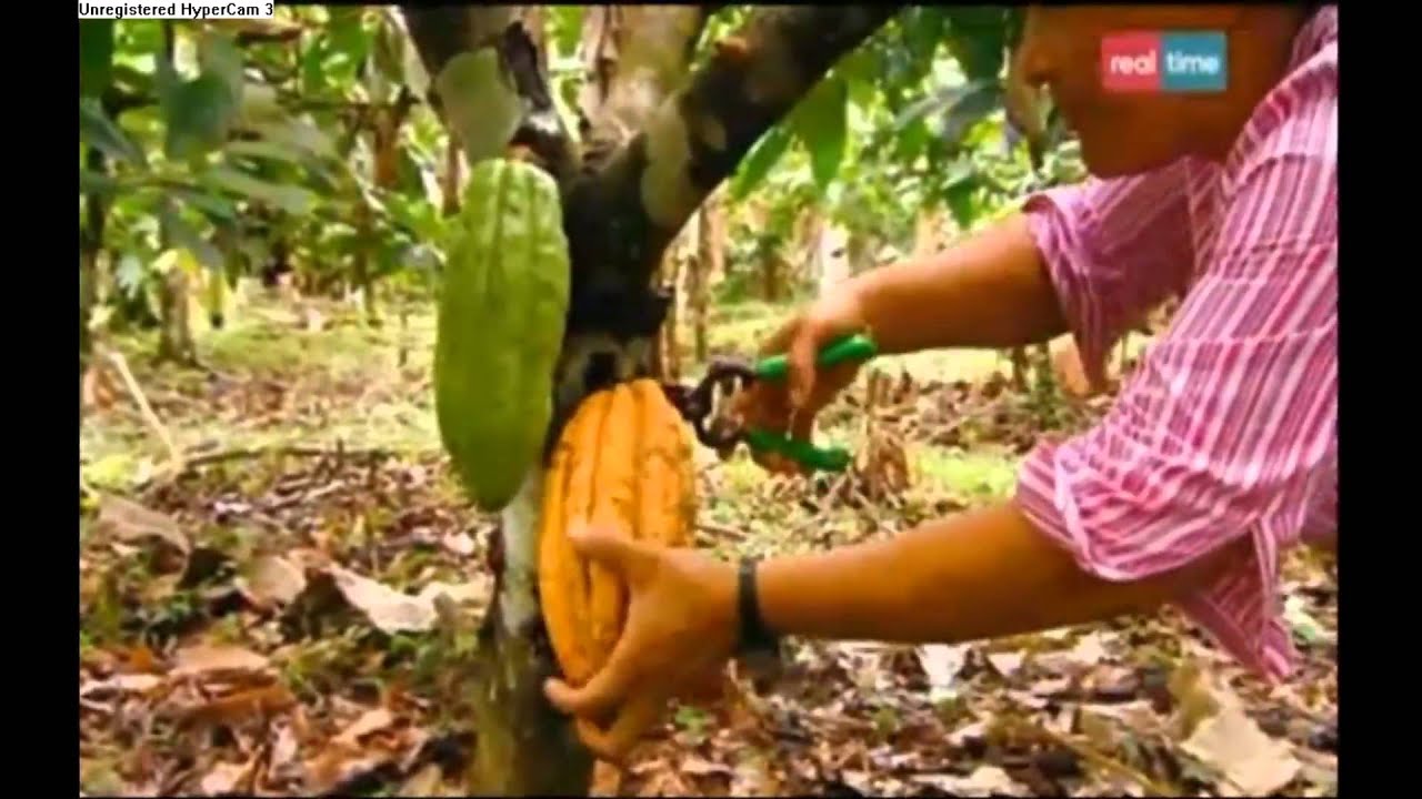 Com'è fatto semi di cacao