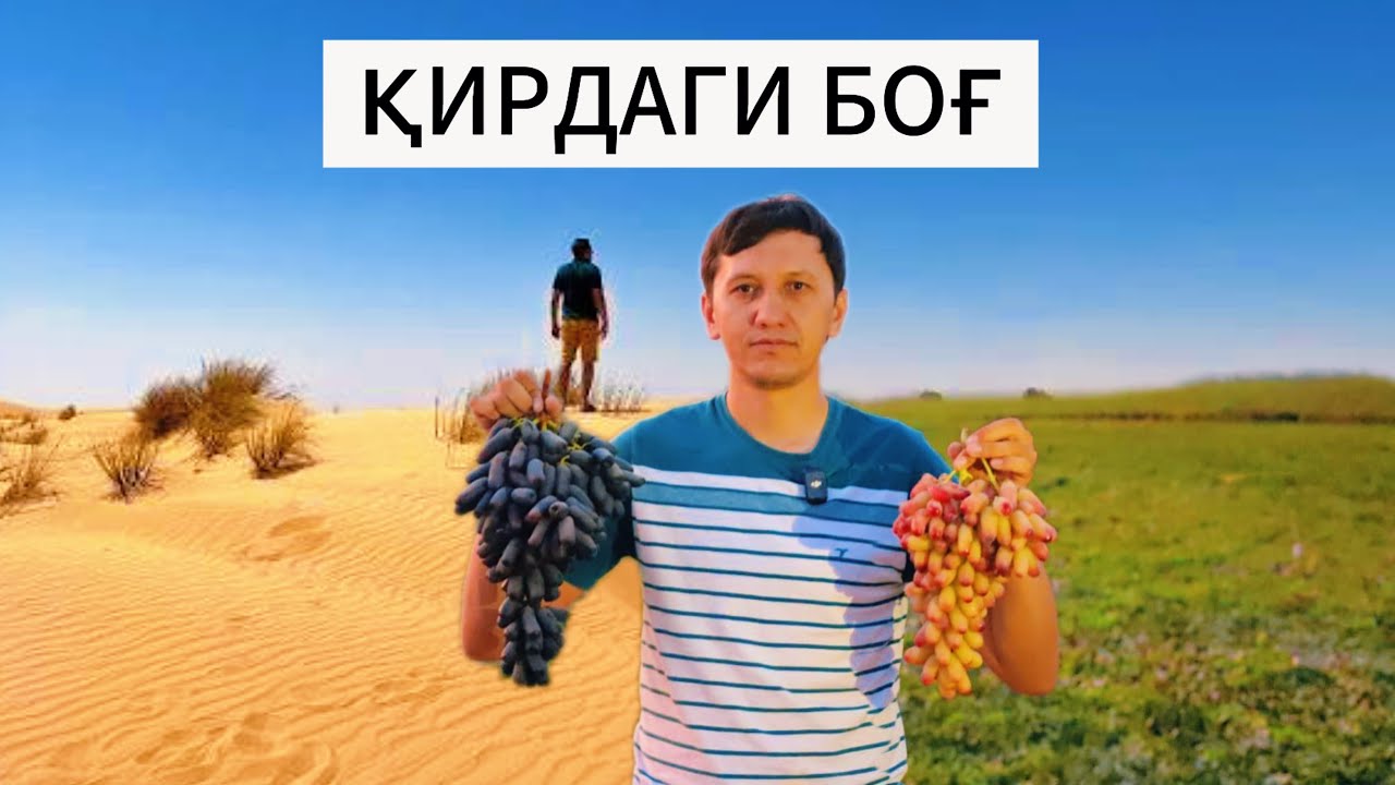Узум боғ қилишда керакли кӯрсатмалар