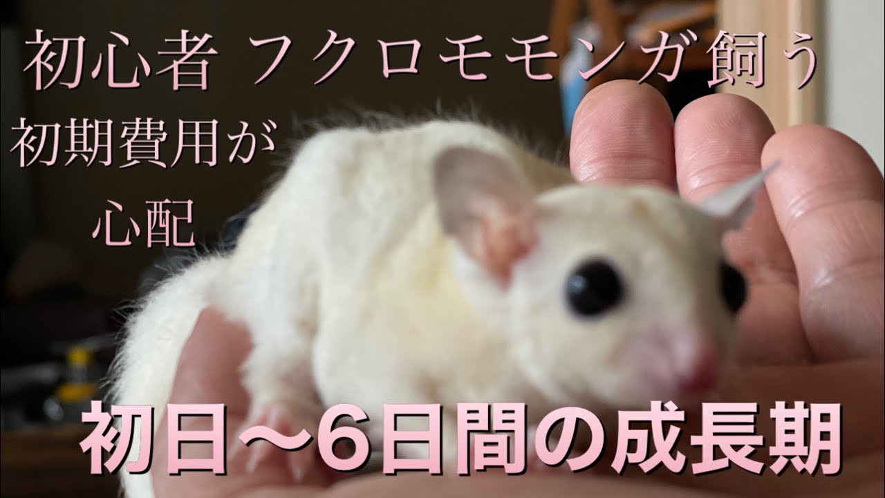 フクロモモンガ　モモンガ　フクロモモンガの飼い方　フクロモモンガ初めて飼う　フクロモモンガ初期費用