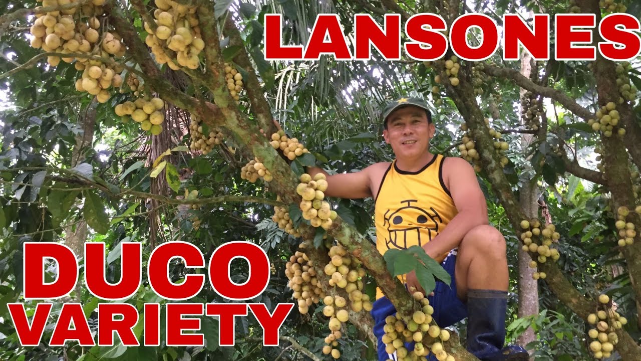 LANSONES: DUCO VARIETY | Biyaherong Batangueno