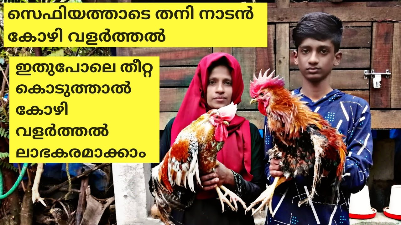 സെഫിയത്താടെ തനി നാടൻ കോഴിവളർത്തൽ വൻ വിജയകരം | Nadan kozhi valarthal
