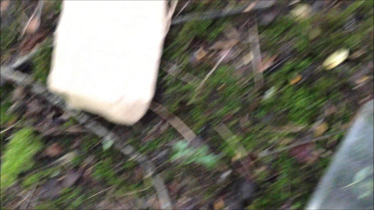 Mouse release - group one (5 mice)
