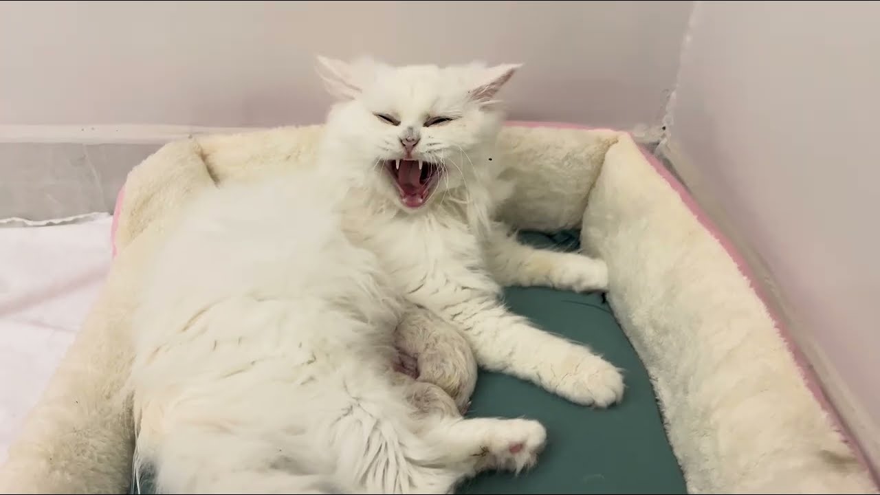 Cute Cat And Kitten