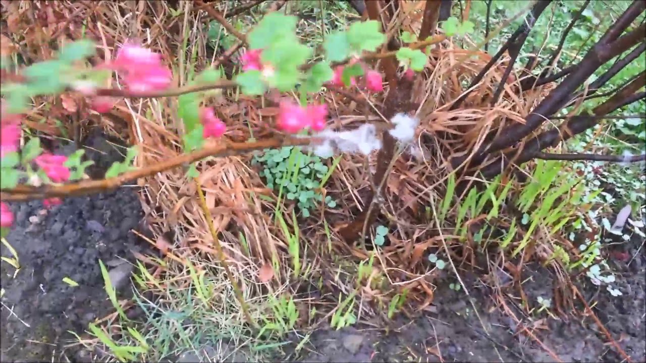 :0202: Wild Deer Came Again / جنگلی ھرنوں کی د وبارہ آمد
