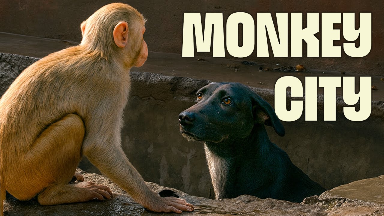 Meet India&rsquo;s Wildest Monkey Gang | FULL DOCUMENTARY | Monkey Thieves | @UltimateNatureDocs