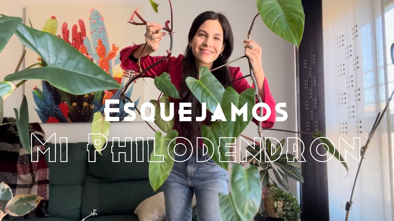 Esquejamos mi philodendron para multiplicarlo y conseguir que crezca más fuerte
