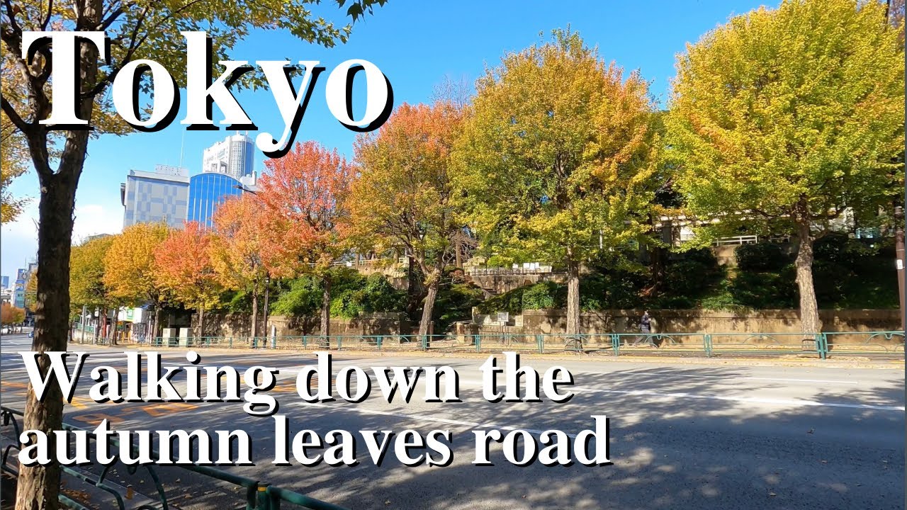 【4K/🍁Walking down the autumn leaves road】 Ochanomizu・Suidoubashi - Tokyo (Nov.27.2021)