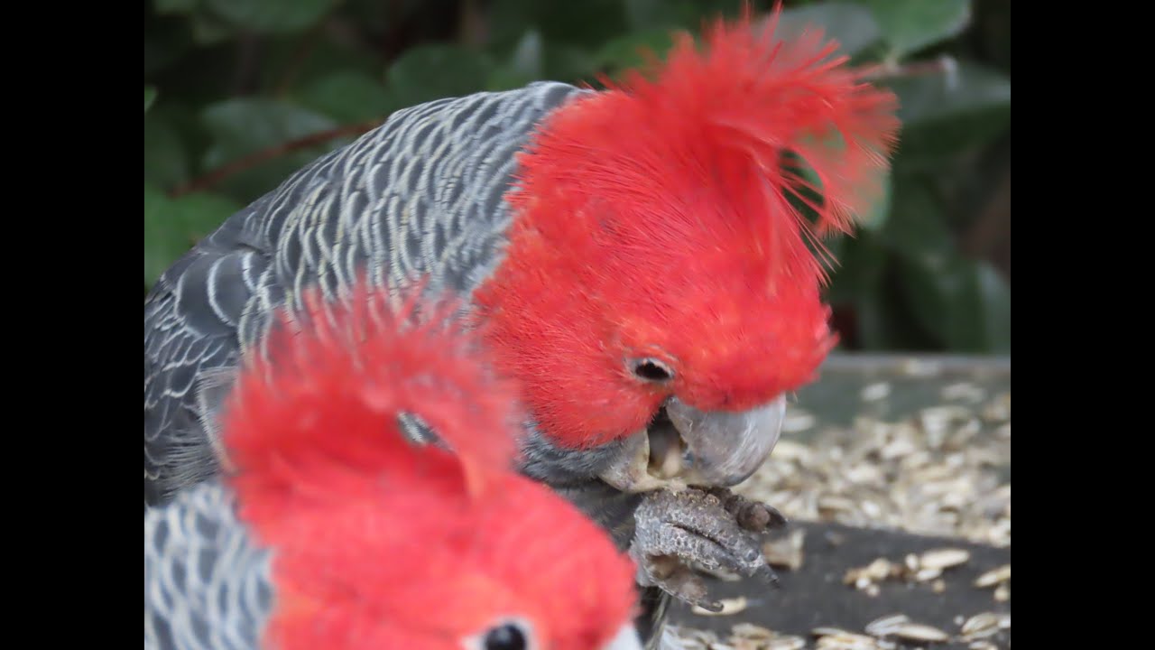 Understanding Gang-gang Cockatoo population decline