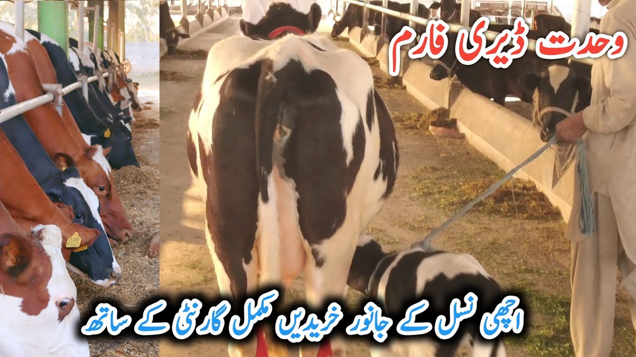 Cross Breed Cows for Sale | Wahdat Dairy Farm,  Best Place to Purchase Dairy Cows