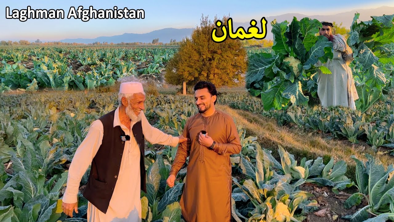 Laghman qarghayi | Farms and farmers | لغمان قرغه یي