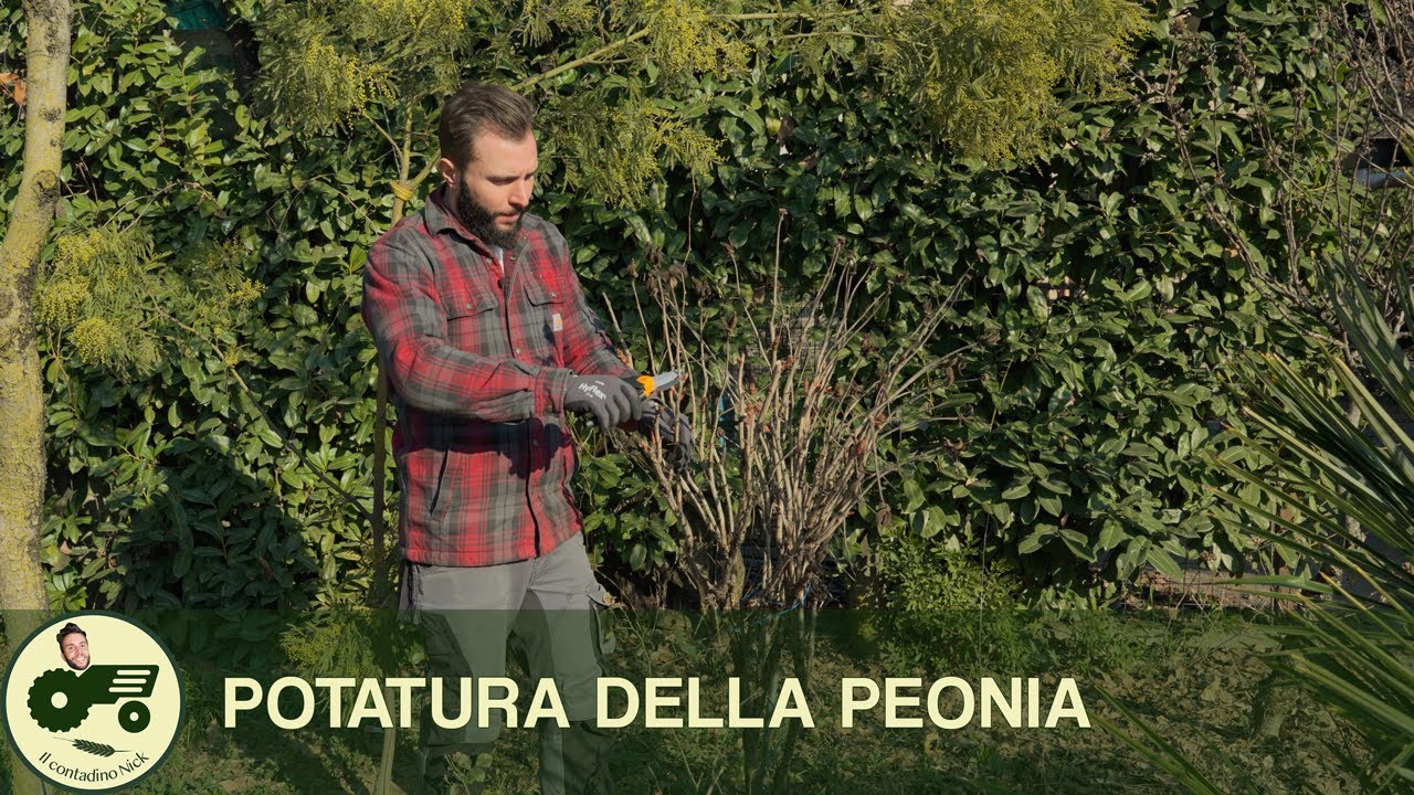 POTATURA della PEONIA LEGNOSA - Il contadino Nick