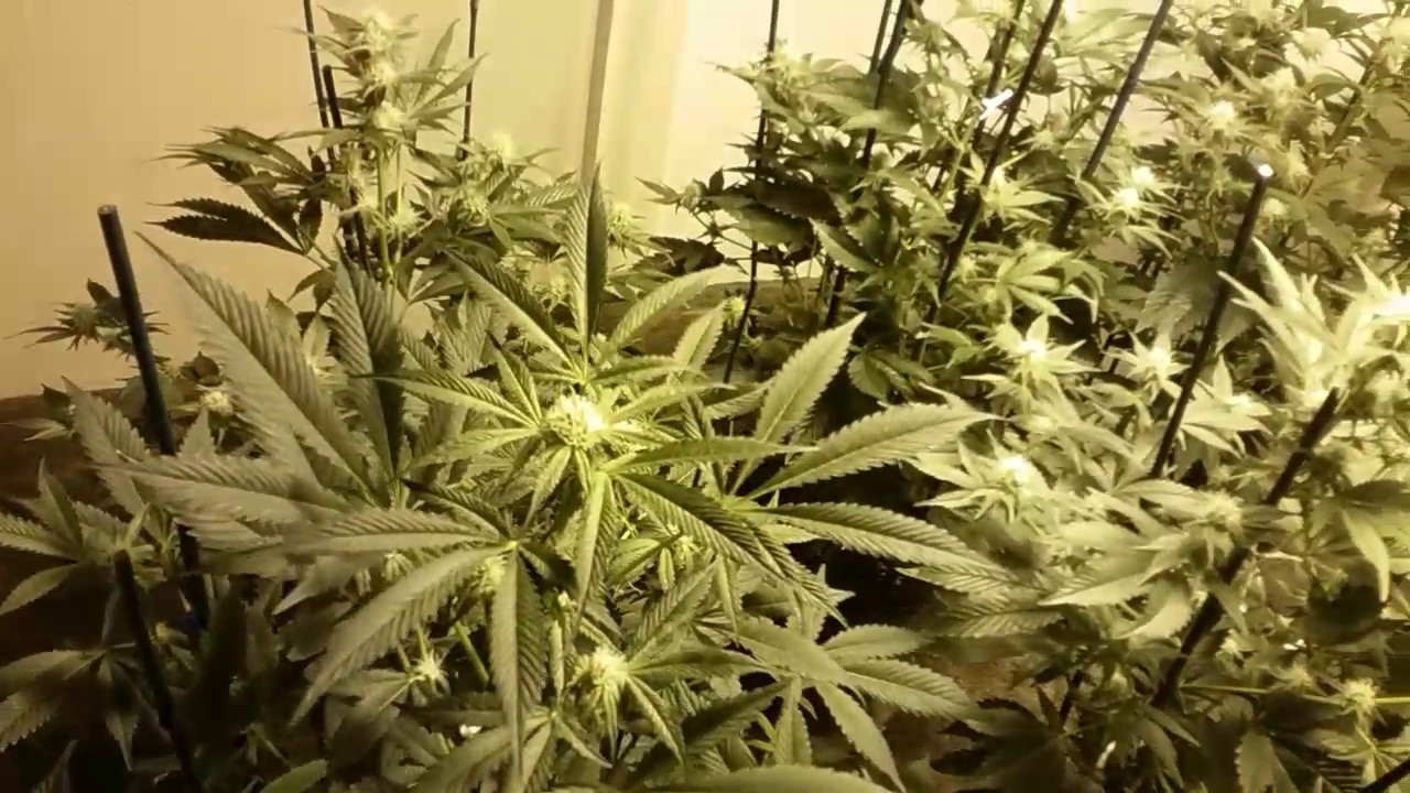 Berry White