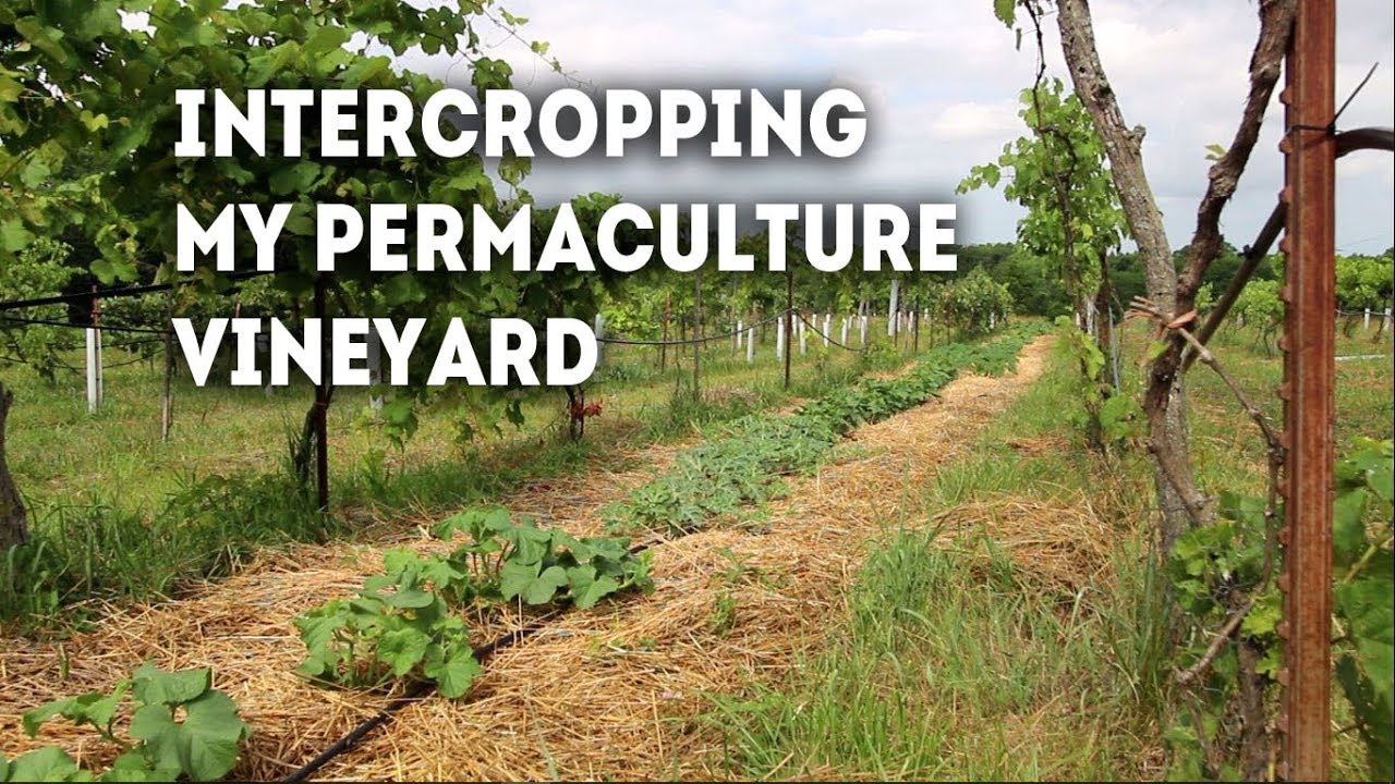My PERMACULTURE Vineyard Produced A LOT More Than Grapes This Year