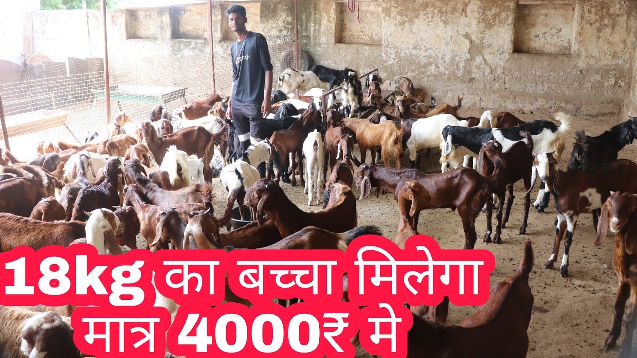 Вы можете получить козленка весом 18 кг всего за 4000 рупий/ IBT GOAT FARM Pushkar Rajasthan