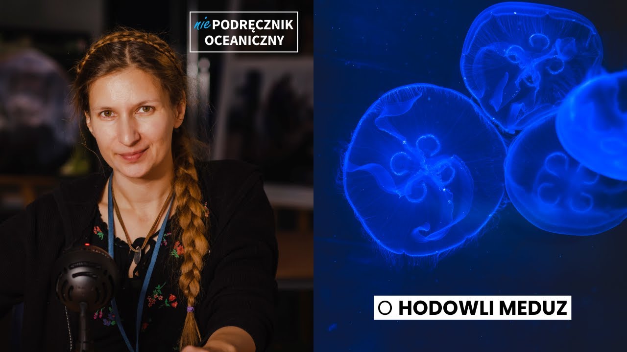 HODOWLA MEDUZ || Niepodręcznik Oceaniczny, odc. 150