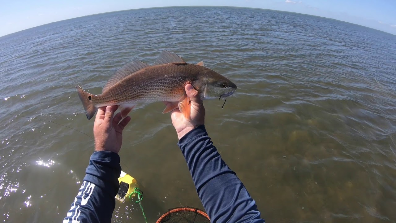 Grass Flats Red Fish