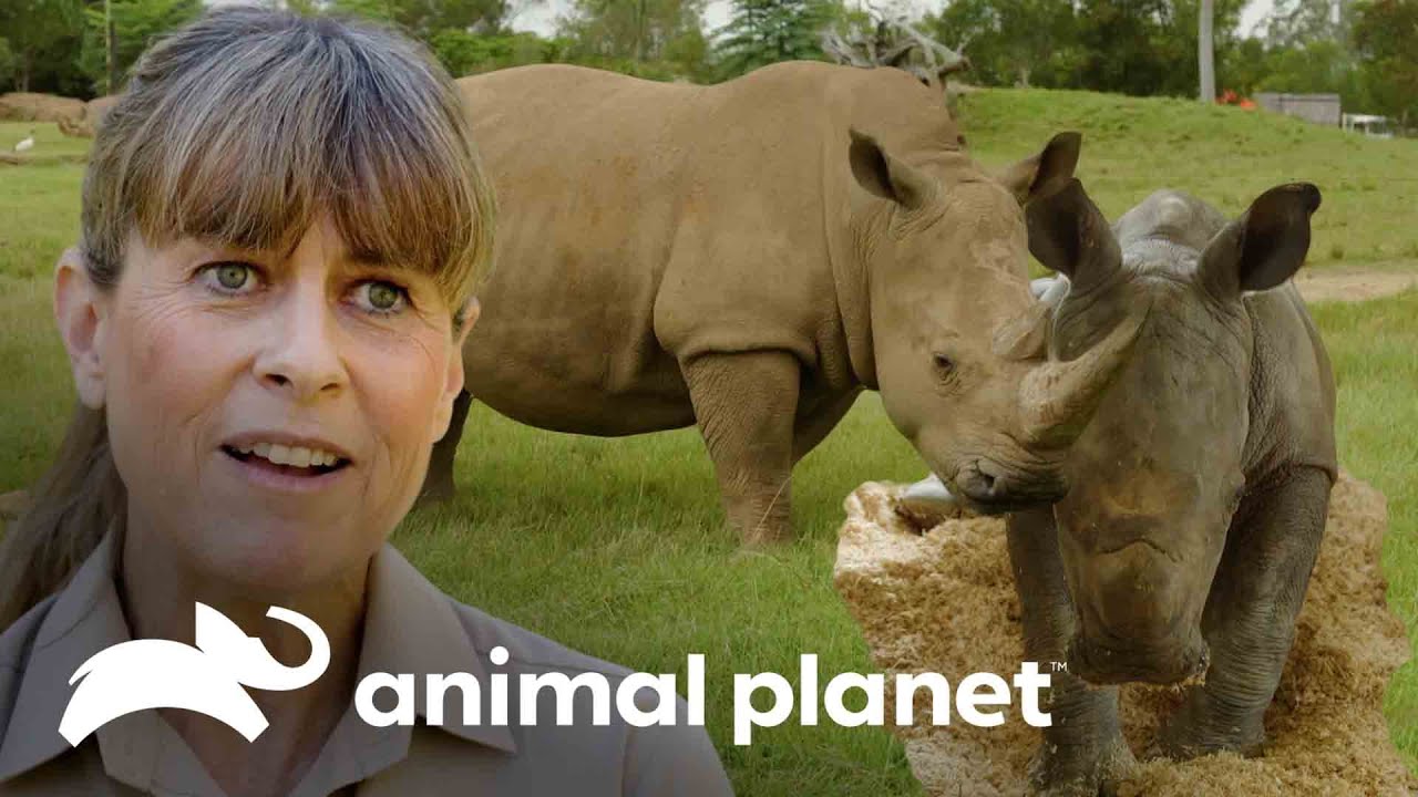 Nacimiento de un adorable rinoceronte blanco | Los Irwin: Robert al rescate | Animal Planet