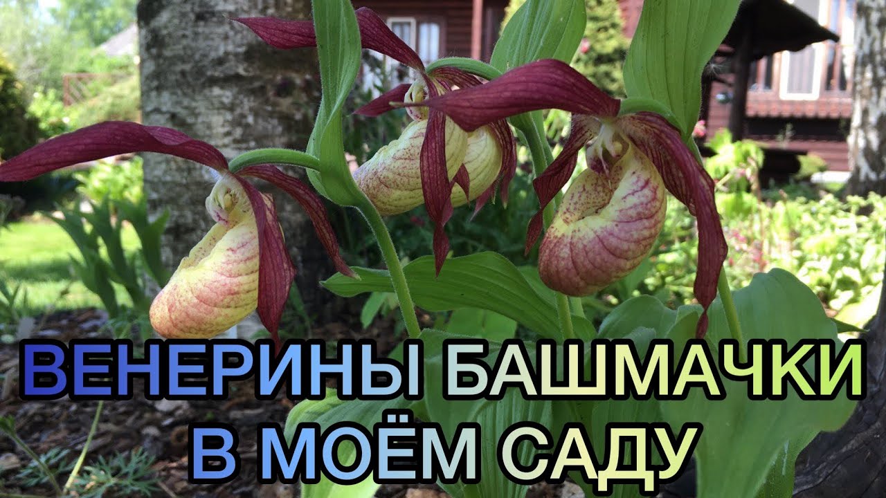 Венерины башмачки в моём саду