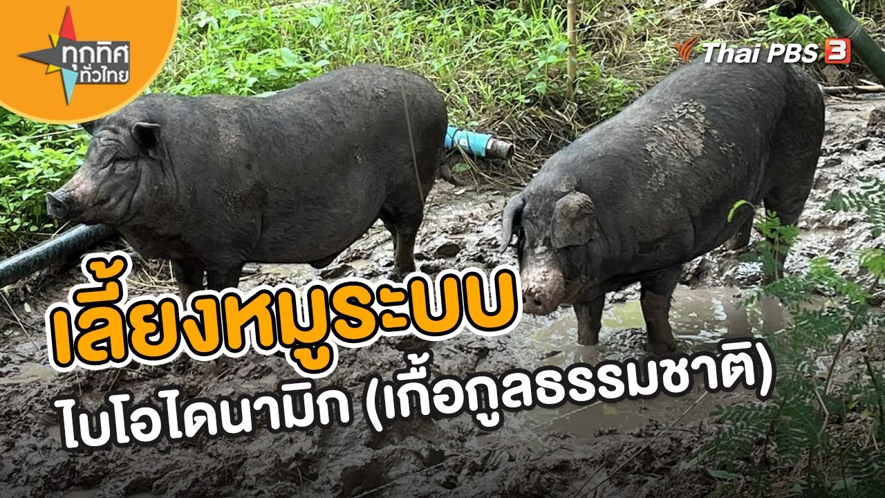 เลี้ยงหมูระบบไบโอไดนามิก (เกื้อกูลธรรมชาติ) | อาชีพทั่วไทย