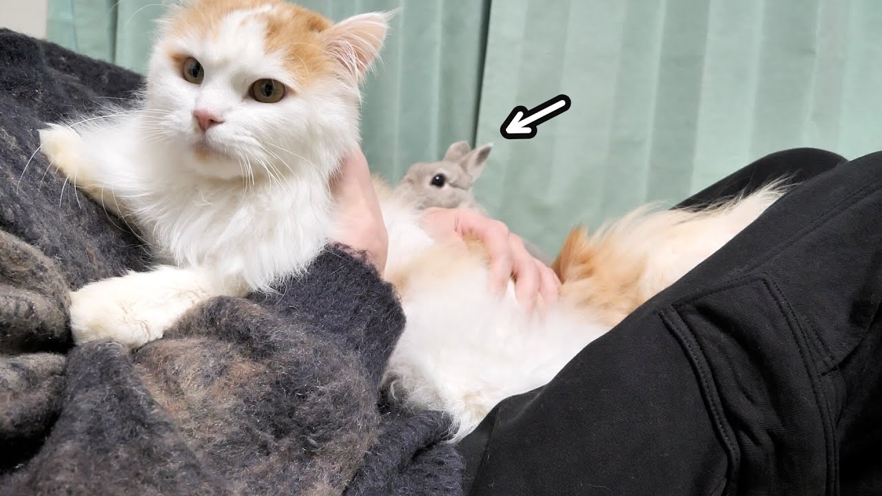 ちょっと離れてた間にいつのまにか弟猫にポジションとられててうしろでなんか必死にアピールしてるうさぎさん