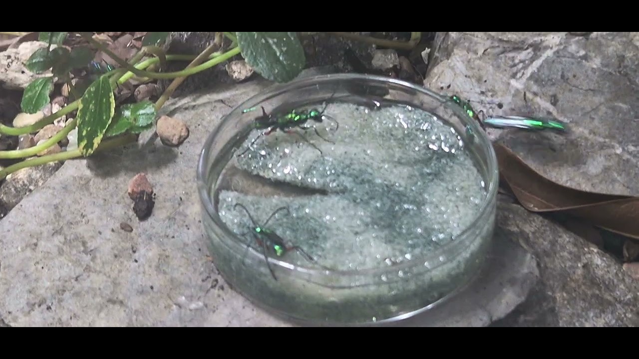 Video I took at Chester zoo of the Jewel Wasp