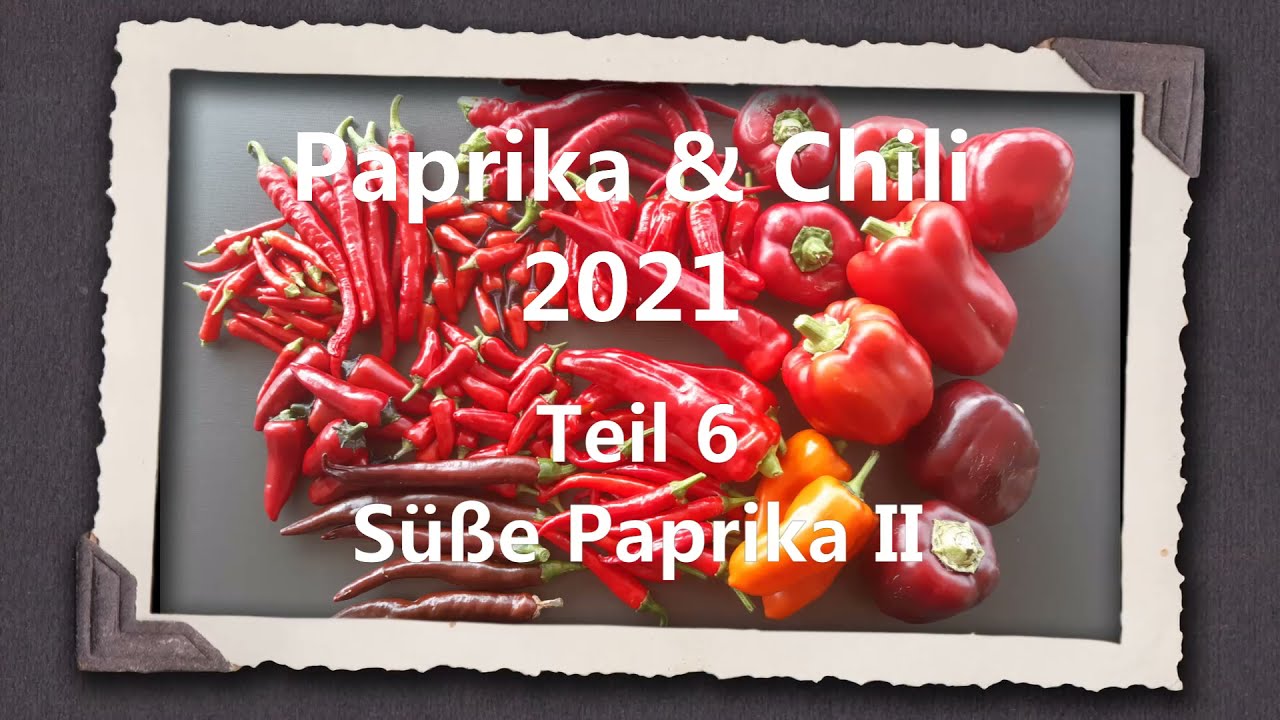 Paprika & Chili 2021 Teil 6 - Süße Paprika II
