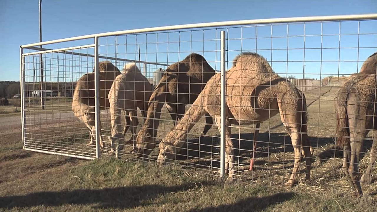 Passow's Camel Farm