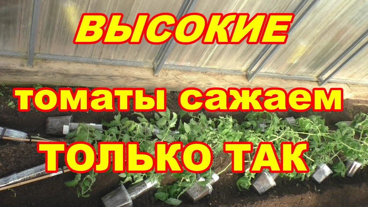 Сажаю лежа высокие томаты с нарощенными корнями