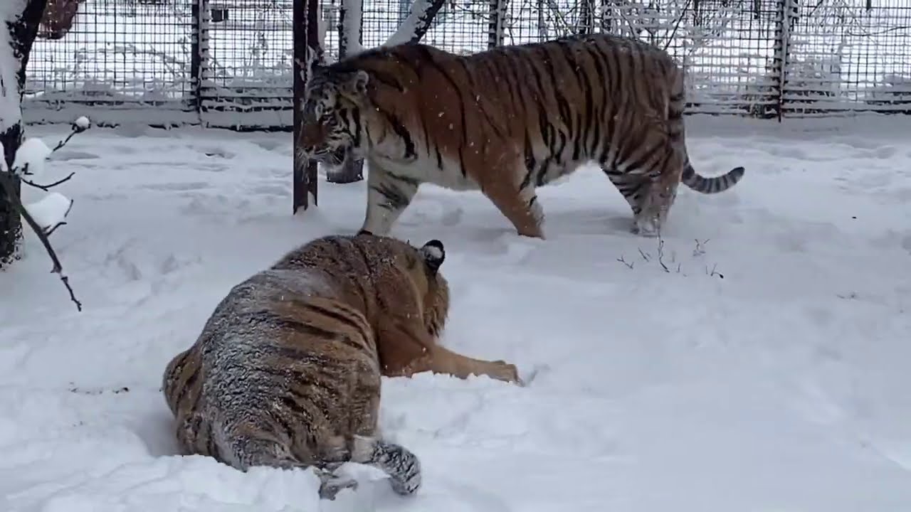 Как мы ВЫПУСКАЛИ ТИГРОВ !
