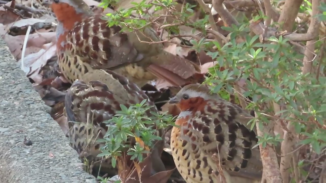 コジュケイ_15_薬師池公園_Bamboo partridge_4K