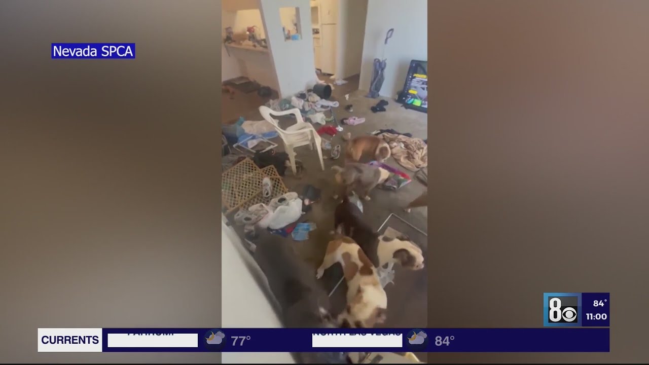 6 dogs abandoned in Las Vegas apartment with no food or water