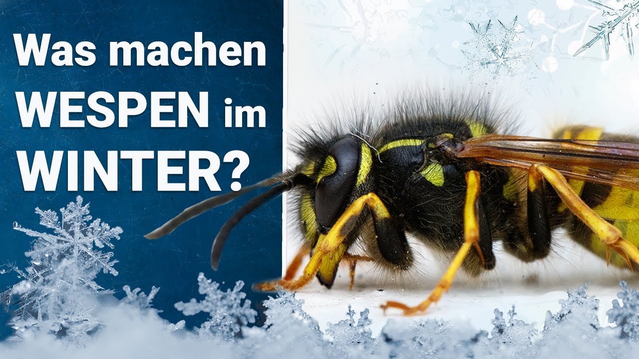 Was machen Wespen im Winter? ❄️