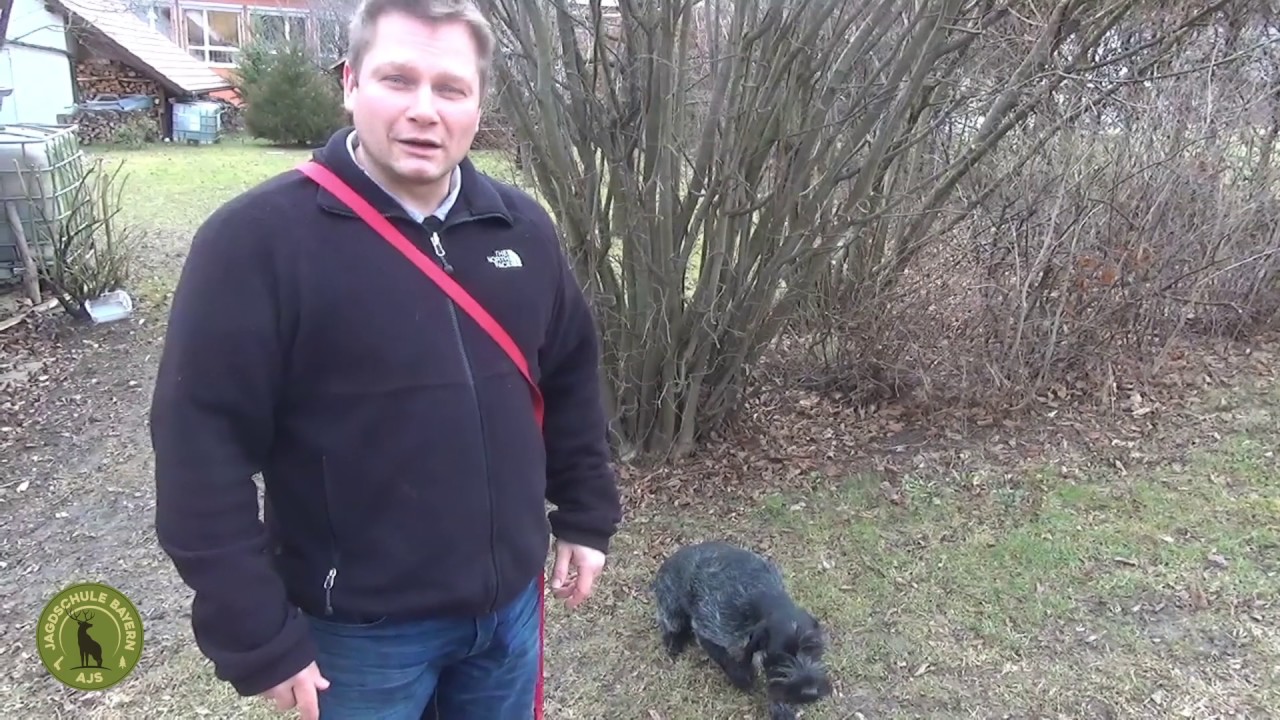 Haarwildschleppe in der Jagdhundeausbildung - Jagdschule Bayern