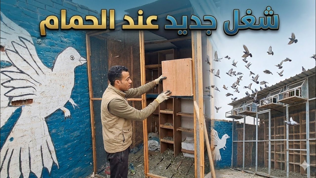  شغل جديد 🥰 في لفت الحمام الزاجل pigeon