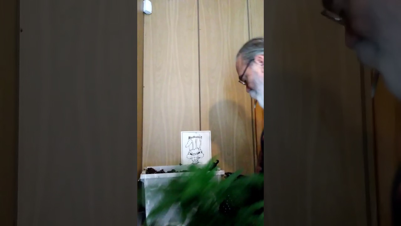 MadRabbit Grows Air-Pot demo 1
