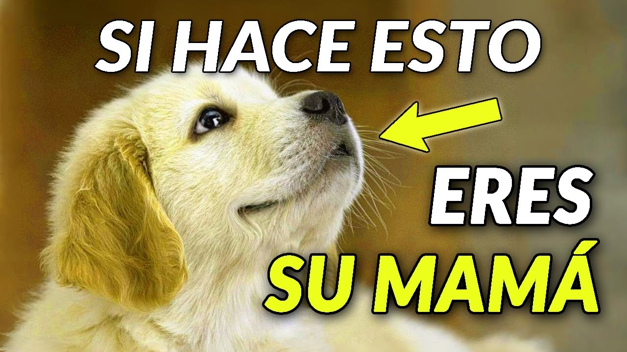 5 Señales CLARAS de que tu Perro te Ve como su MAMÁ ❤️
