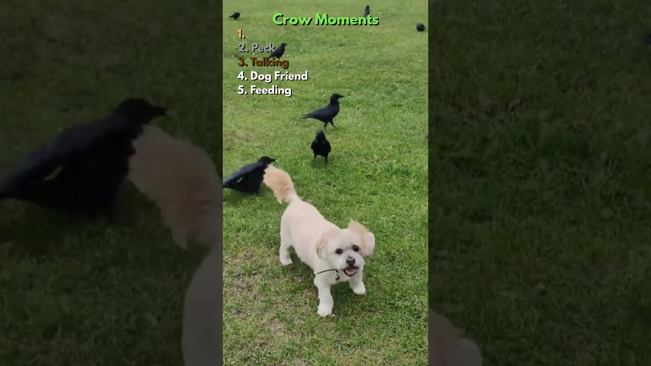 Ranking Crow Moments