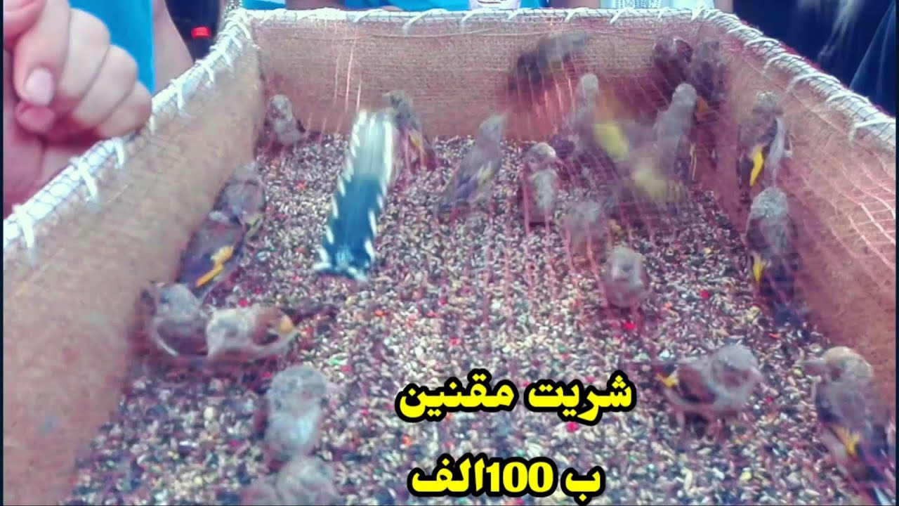 la placette chéraga (part 2)  المقنين ب 1000دج في الشراقة حديقة الطيور انت ؤ زهرك مع هاواي_الطيور