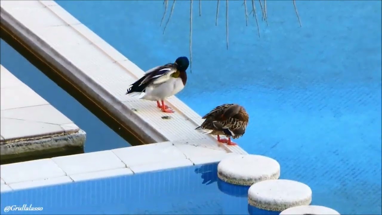 Ánades en la piscina