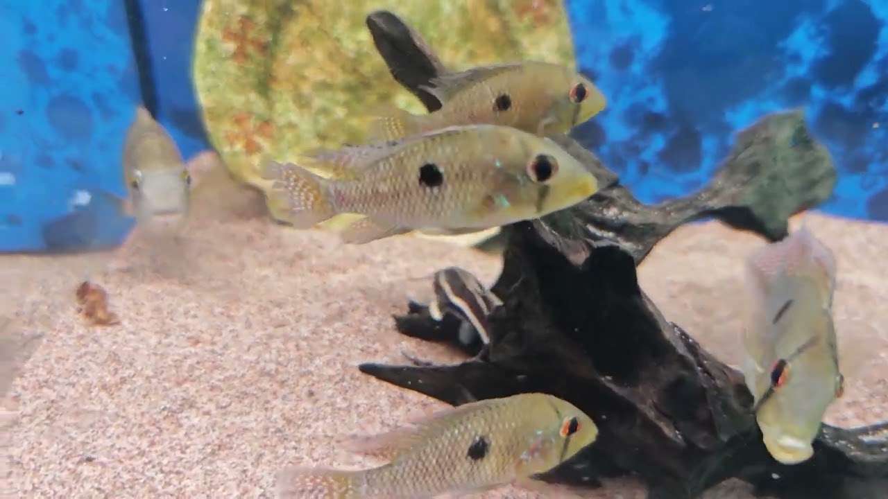 Akvariestugan firar 5 år! 🐠🌿🐟
