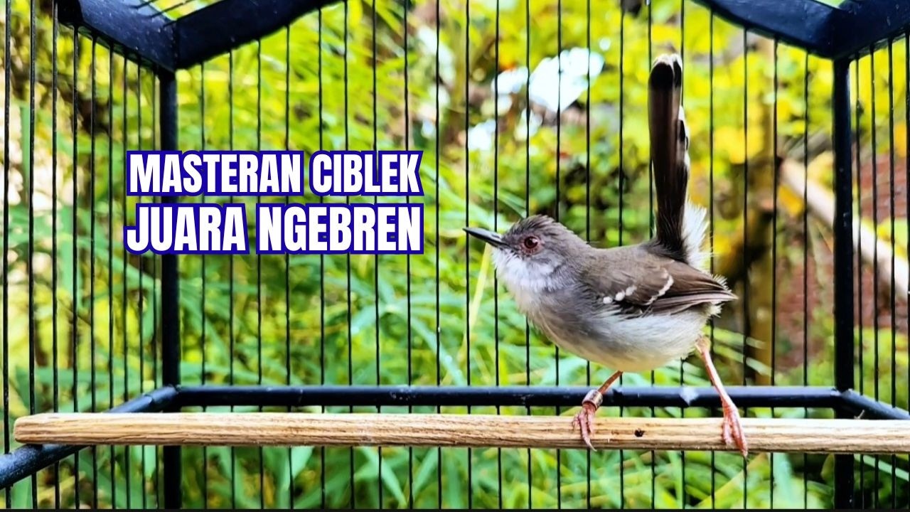CIBLEK KRISTAL GACOR NGEBREN 6 VARIASI COCOK UNTUK MASTERAN CIBLEK BREN KESAYANGAN ANDA