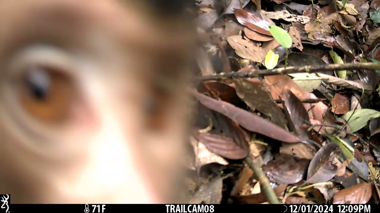Camera trap survey in the Crocker Range Park, Sabah, Malaysia【Video 6】