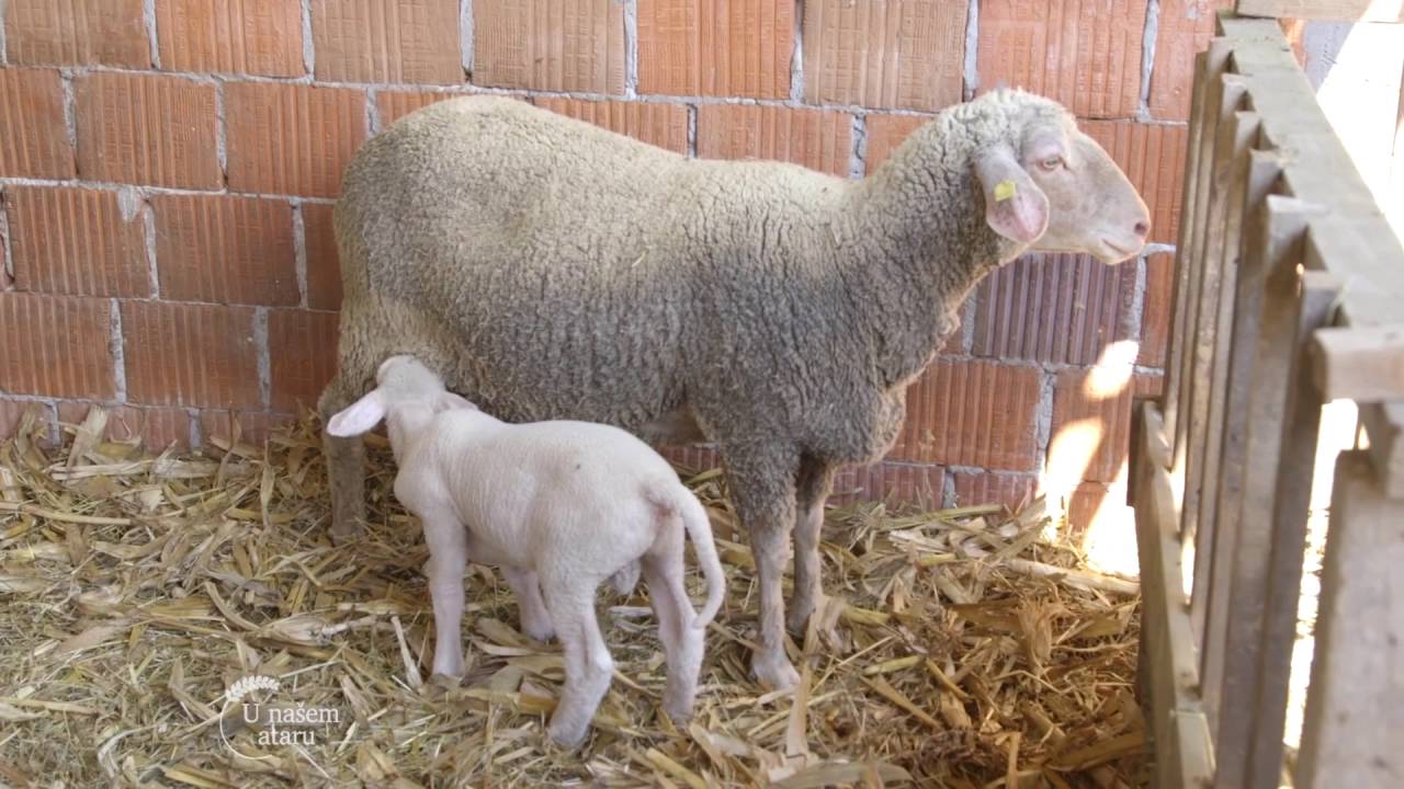Uzgoj virtemberg ovaca u selu Lok - U nasem ataru 659