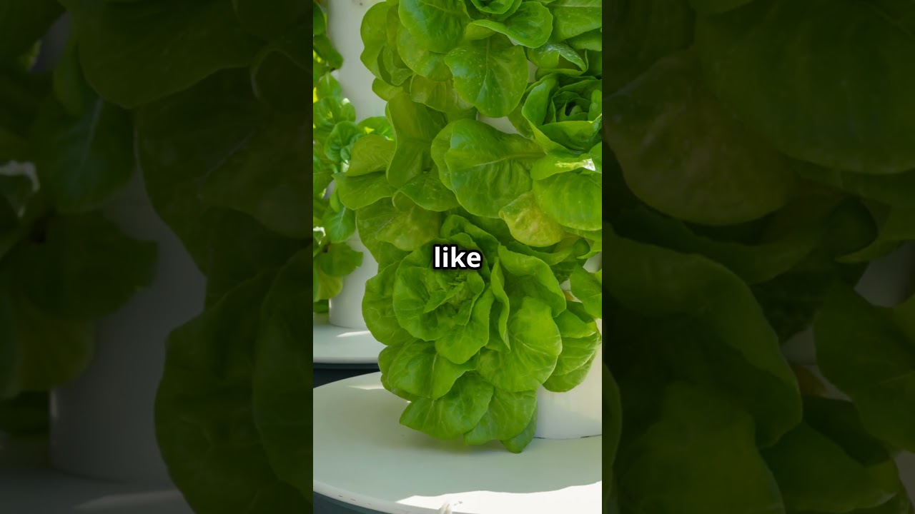 [SIXR] Setting Up Hydroponic Racks   NFT, DWC, Aeroponic #garden #interactivedesign #smartfarming